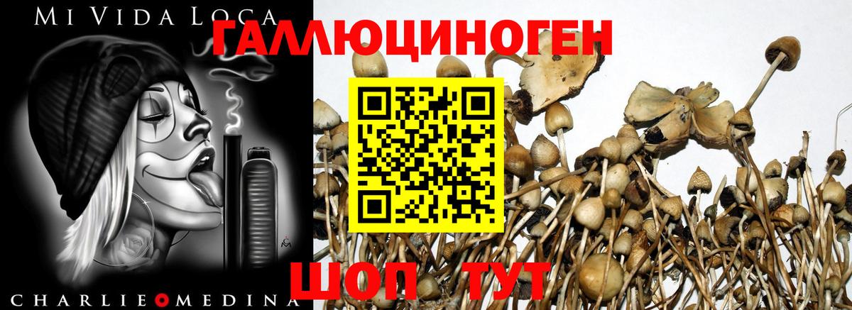 Псилоцибиновые грибы прущие грибы Ахтубинск